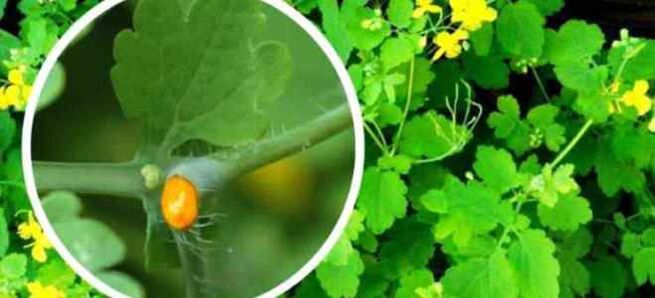 Celandine za liječenje gljiva noktiju